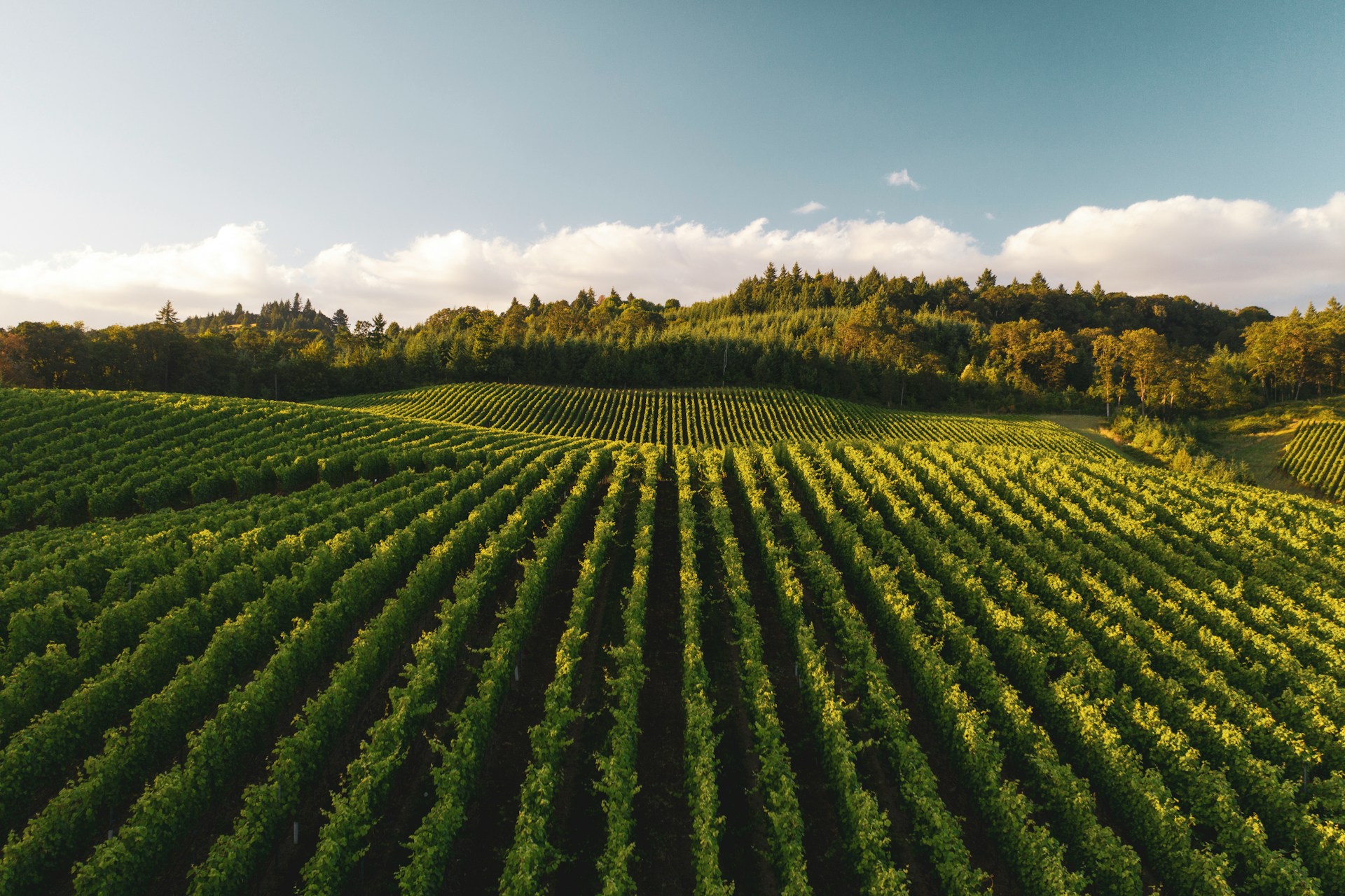 Rows of crops at a vineyard