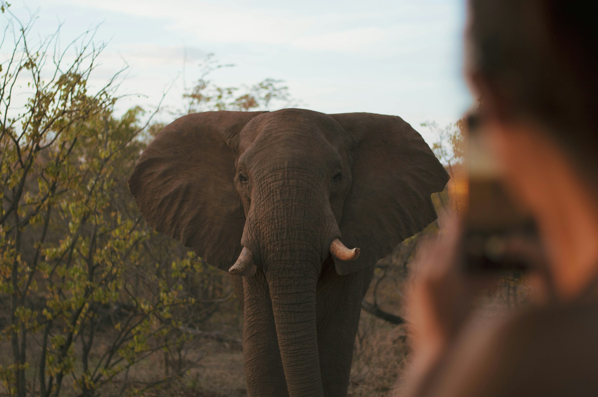 A person taking a photo of an elephant