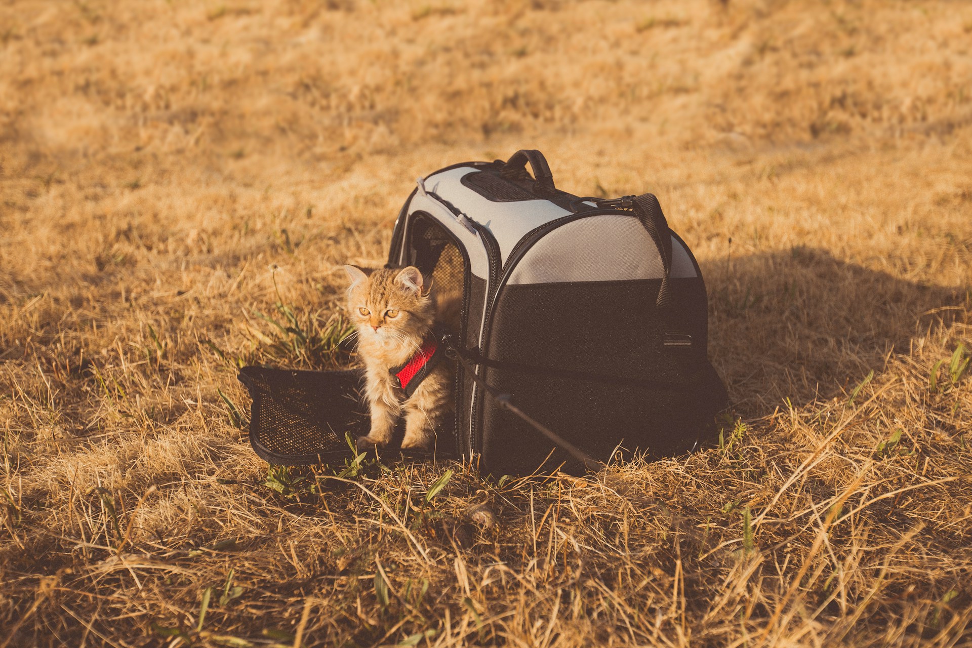 The Pet Owner’s Guide To Travel: How To Travel With Pets (Or Without Them)