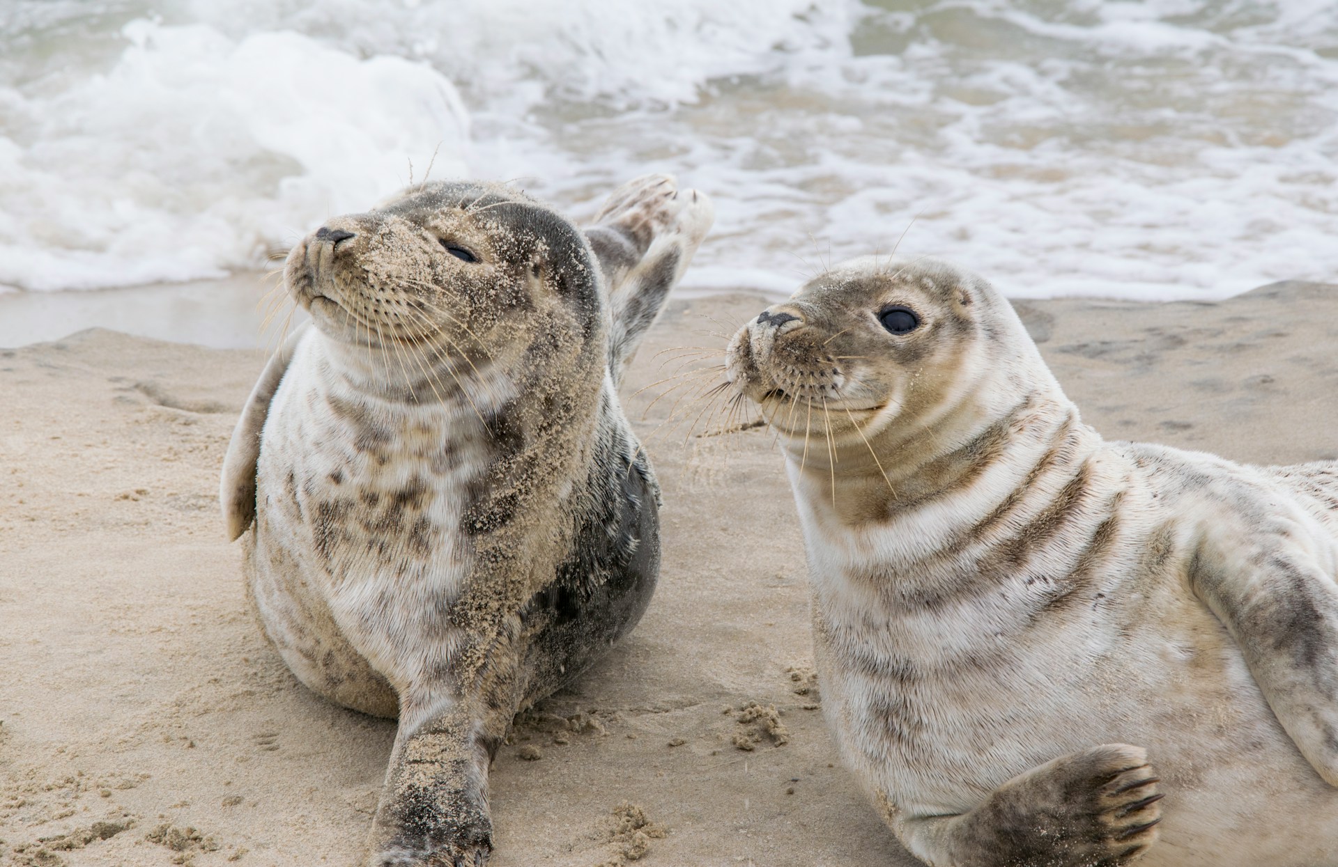 Two seals in Kattegat, Denmark