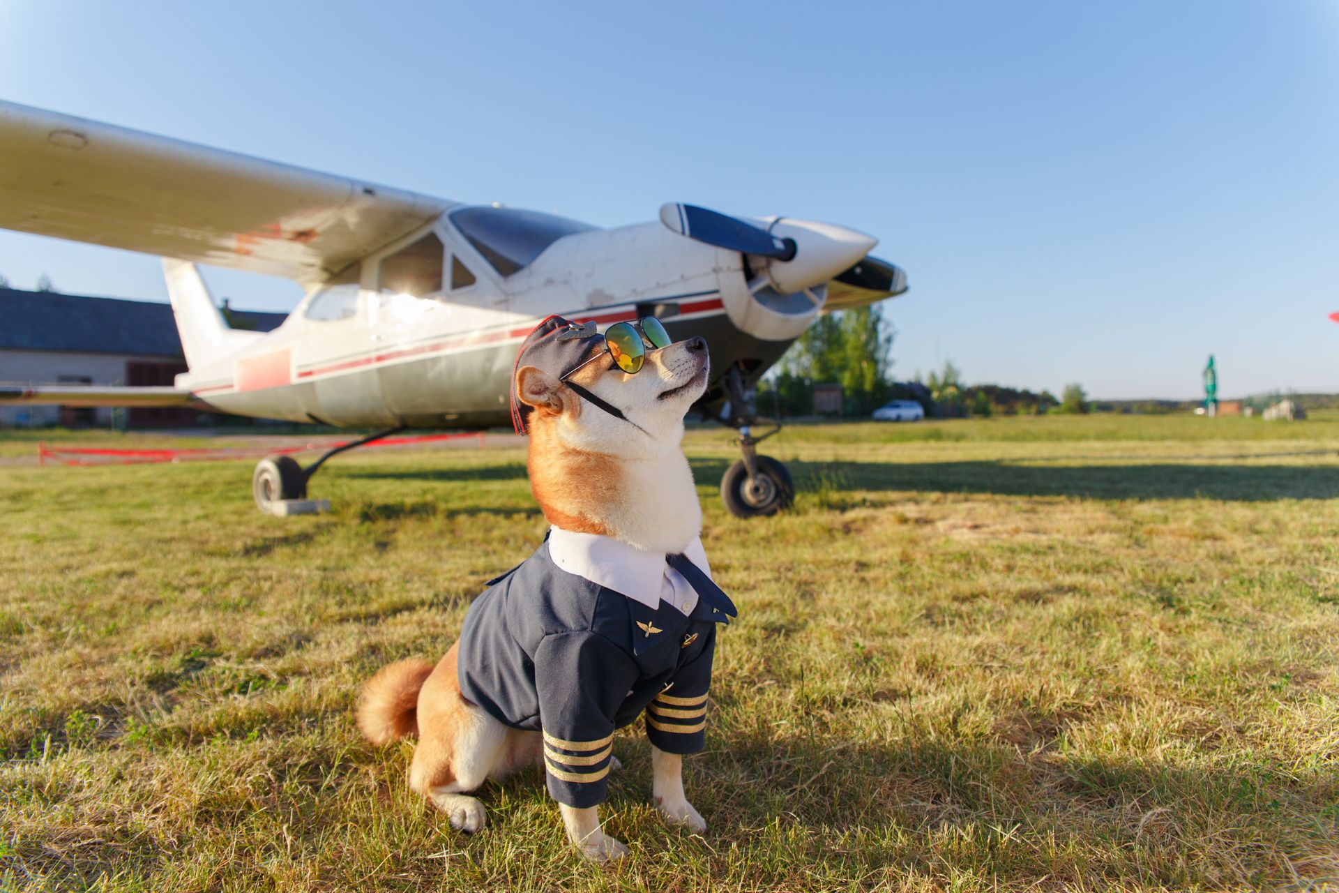 Pet-Friendly Airlines