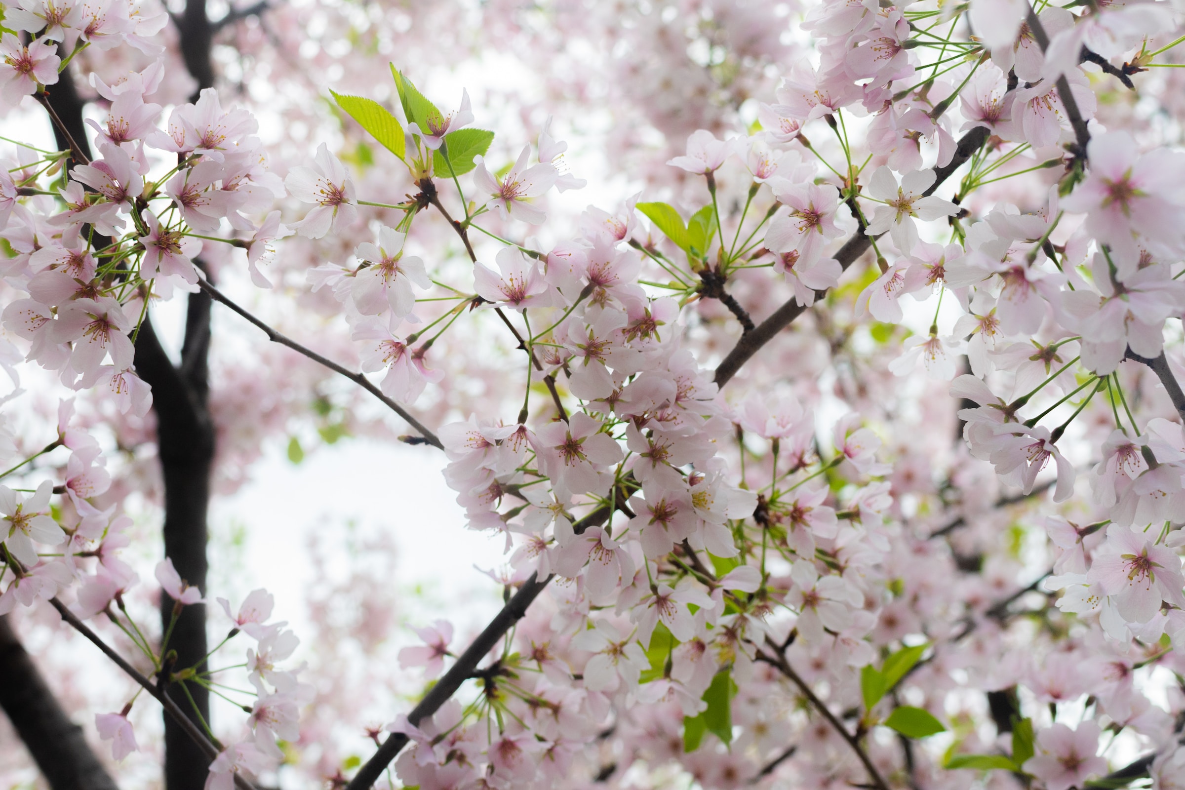 Cherry blossom tree