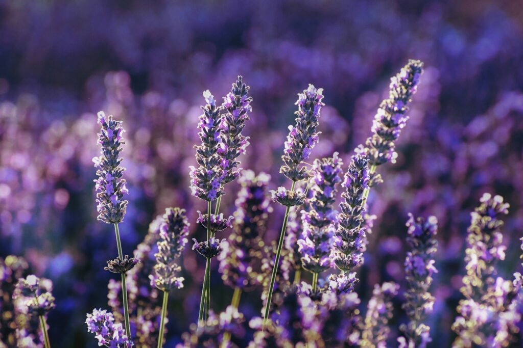 Lavender plants in a field