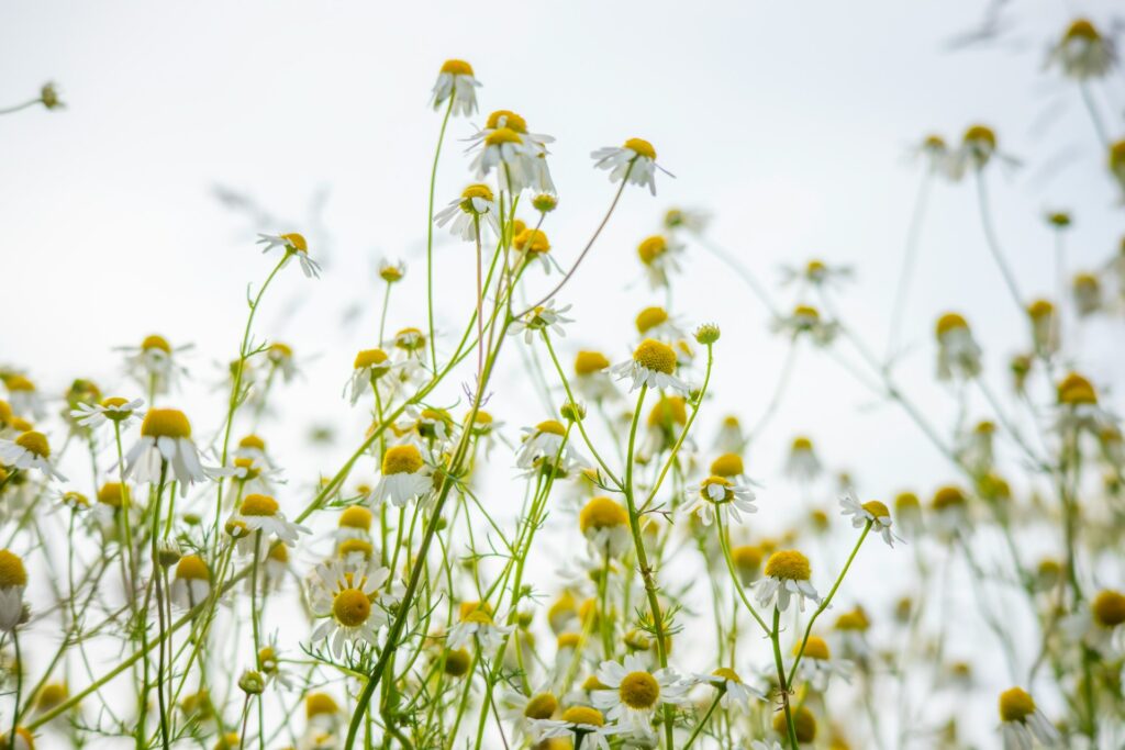 Chamomile plants