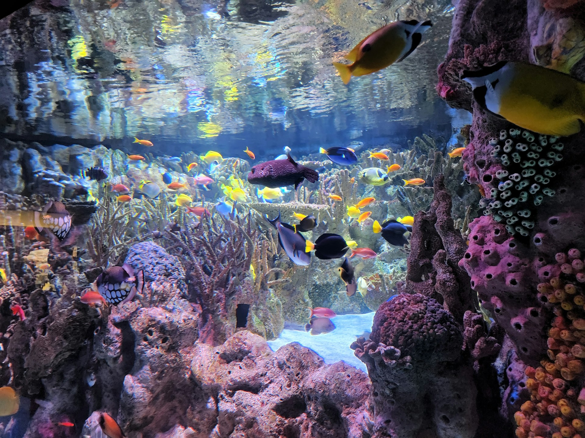 large aquarium filled with lots of colorful fish