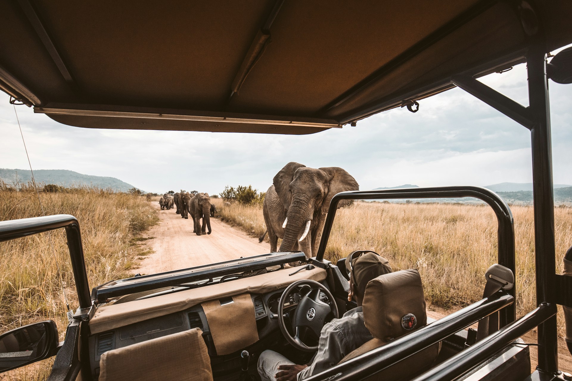 A safari car passing a line of elephants