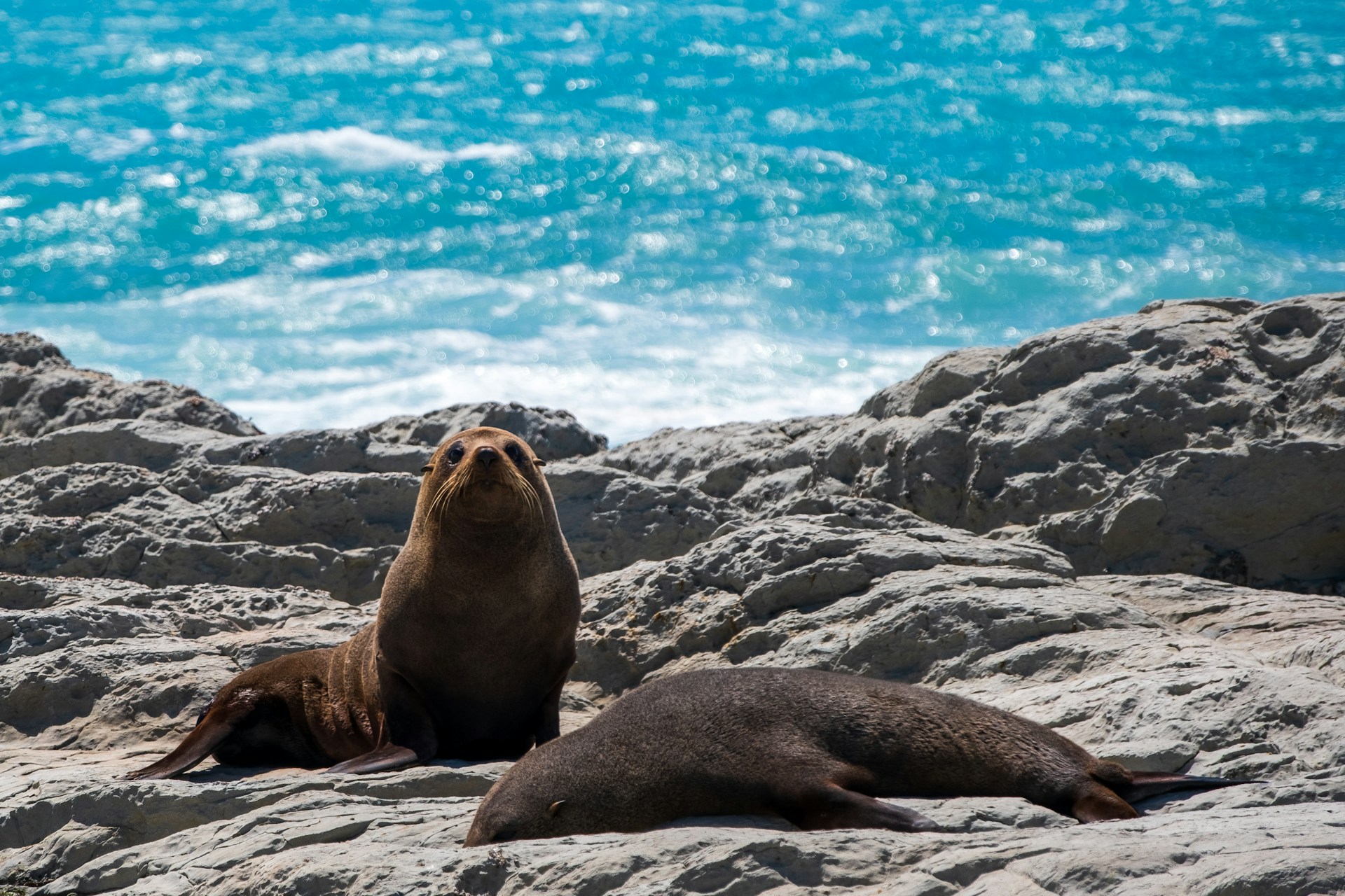 Two seals on a rocky beach